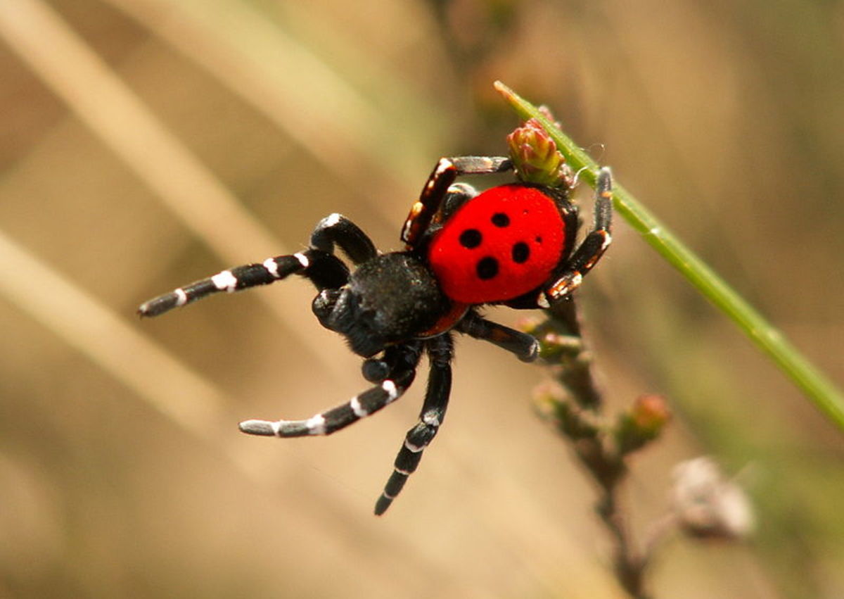 Ladybird Spiders - a Buglife conservation campaign