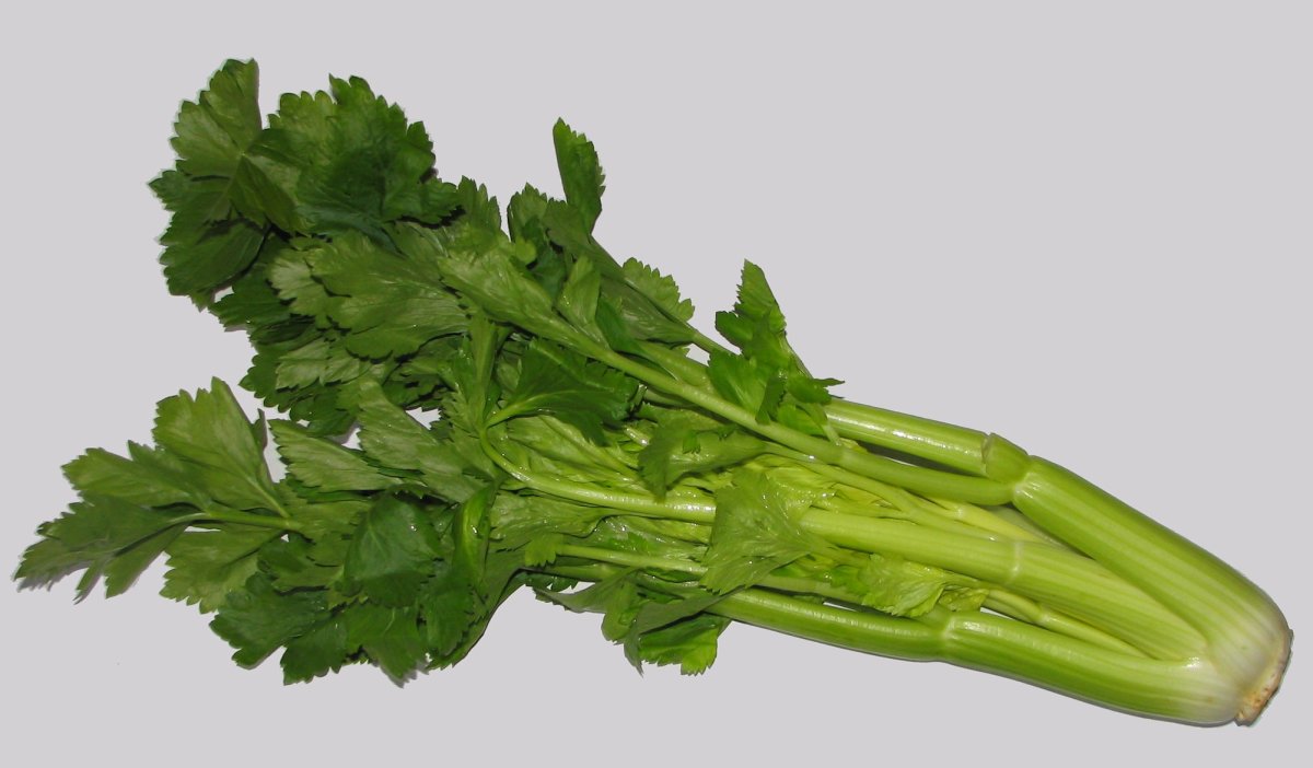 Celery stalks and head