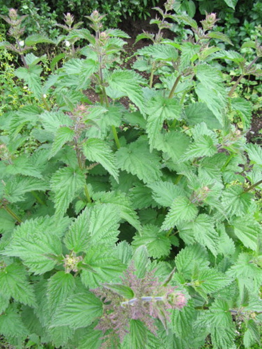 "Stinging Nettles (Urtica dioica)" by wallygrom is licensed with CC BY-SA 2.0. To view a copy of this license, visit https://creativecommons.org/licenses/by-sa/2.0/