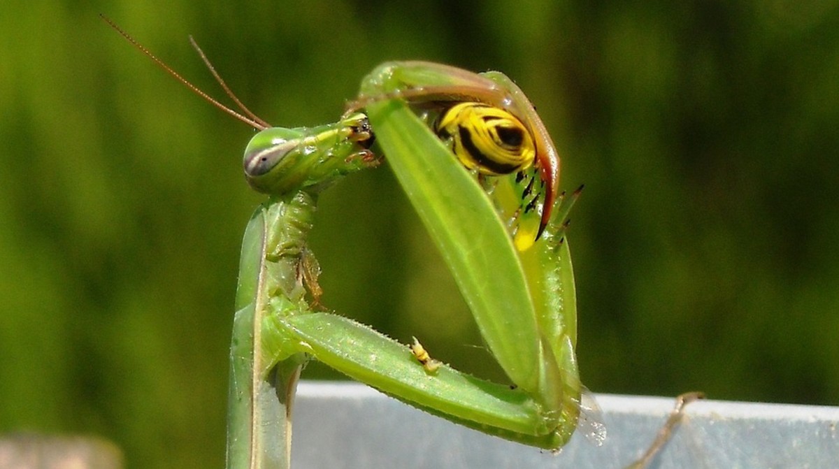 Could there be a man who looks like a praying mantis wandering New Jersey?