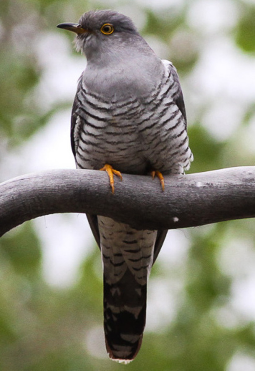 The Life of the Common Cuckoo