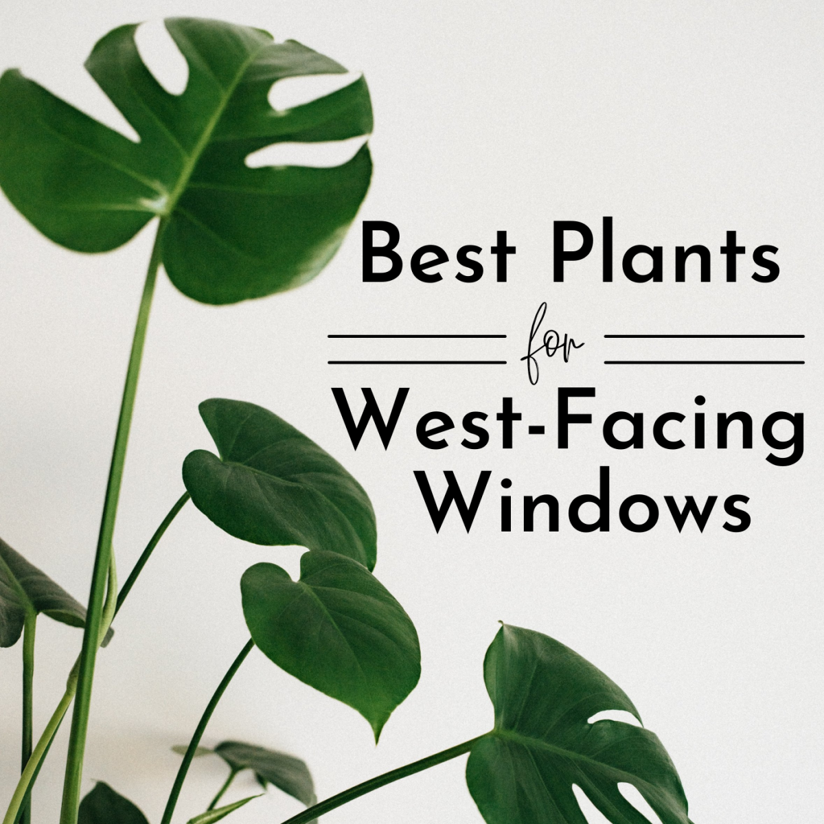 Best Plants for a West-Facing Window