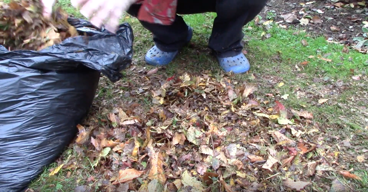 Leaf mould has many wonderful uses in the garden.