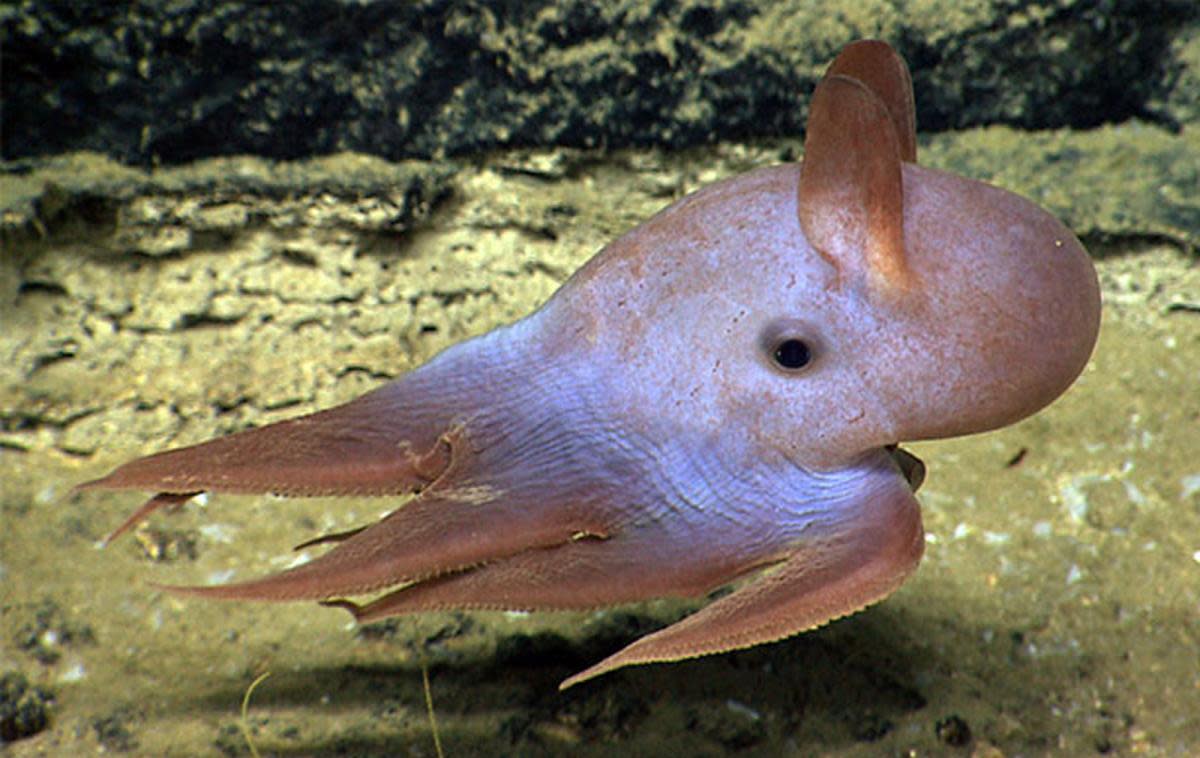A Dumbo Octopus