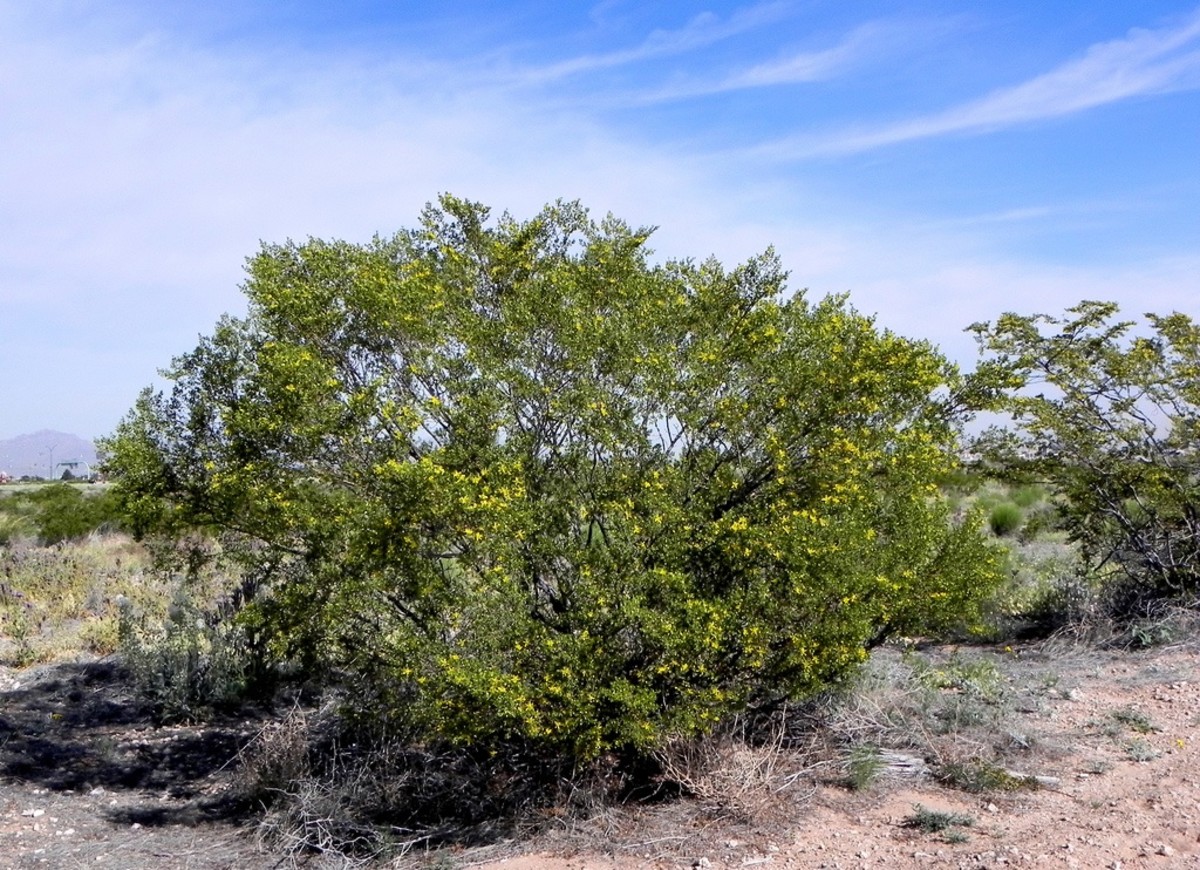 The Creosote Bush - A Hardy Desert Plant