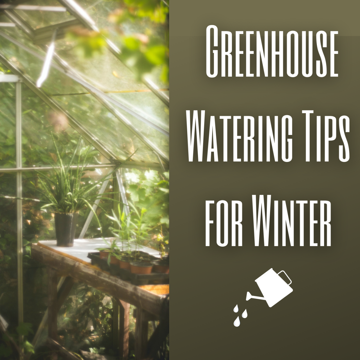 3 Winter Greenhouse Watering Tips for Healthy Plants Dengarden