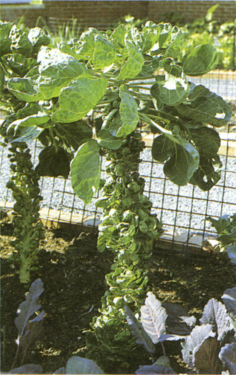 Grows 20 to 40 sprouts on the stem to a height of 2-3 feet tall.