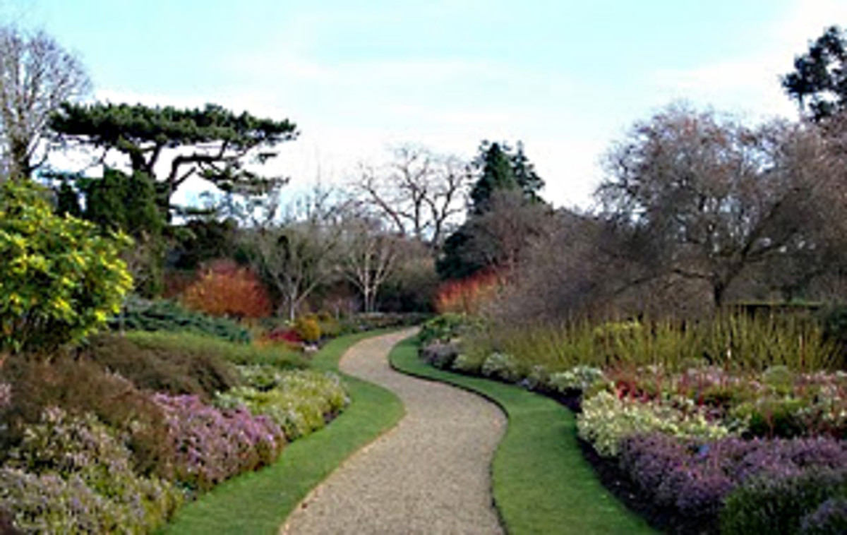 The Winter Garden, with winter-flowering heathers in full bloom early in the year