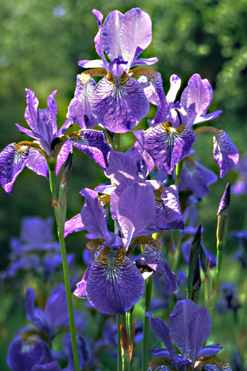 Flag Irises in the Cambridge Botanic Garden add a bright splash of colour in the spring