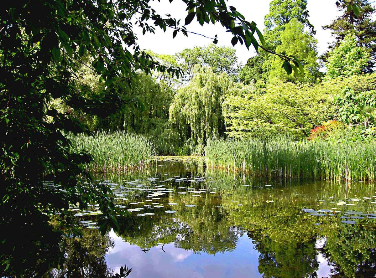 The Lake at Cambridge Botanic Gardens