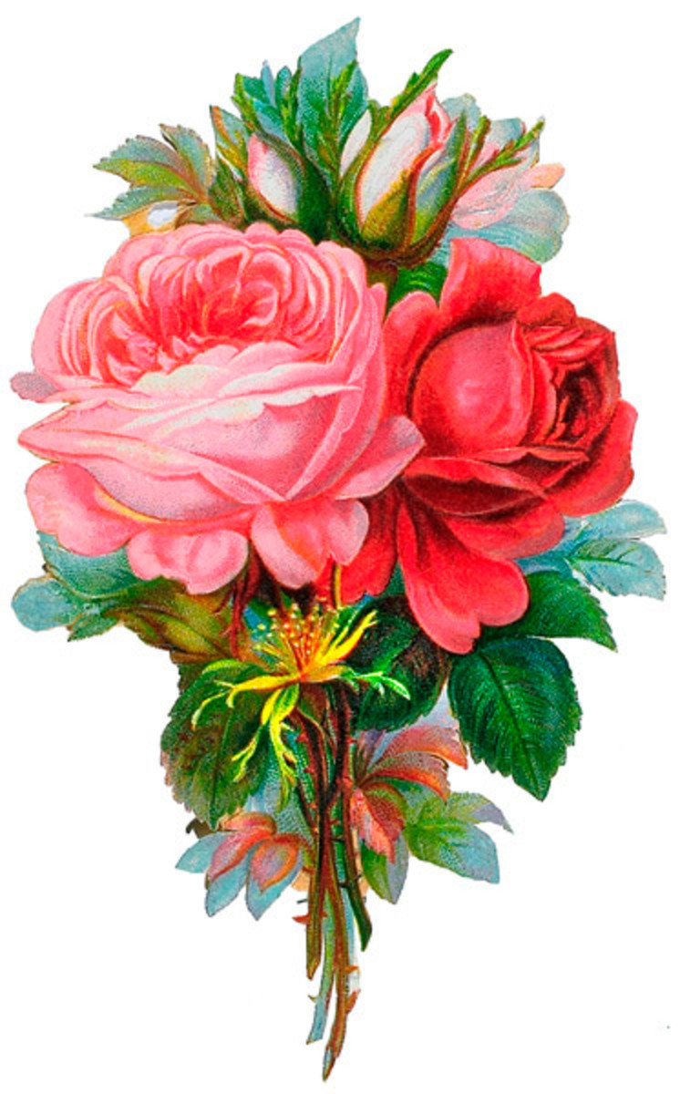 The perfect bouquet for a partner of many years on Valentines Day - mature red rose blooms say "I love you" to a long term relationship, while mature pink roses and green foliage compliment with "pure love", imagination and fascination.