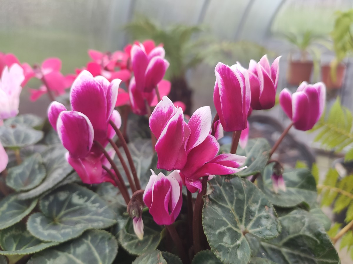 Following the tips below will help your cyclamen thrive and flower for years. 