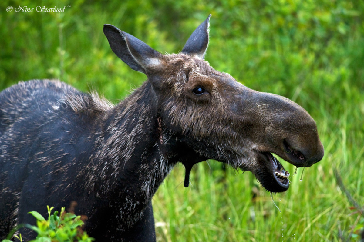 A beautiful female moose.