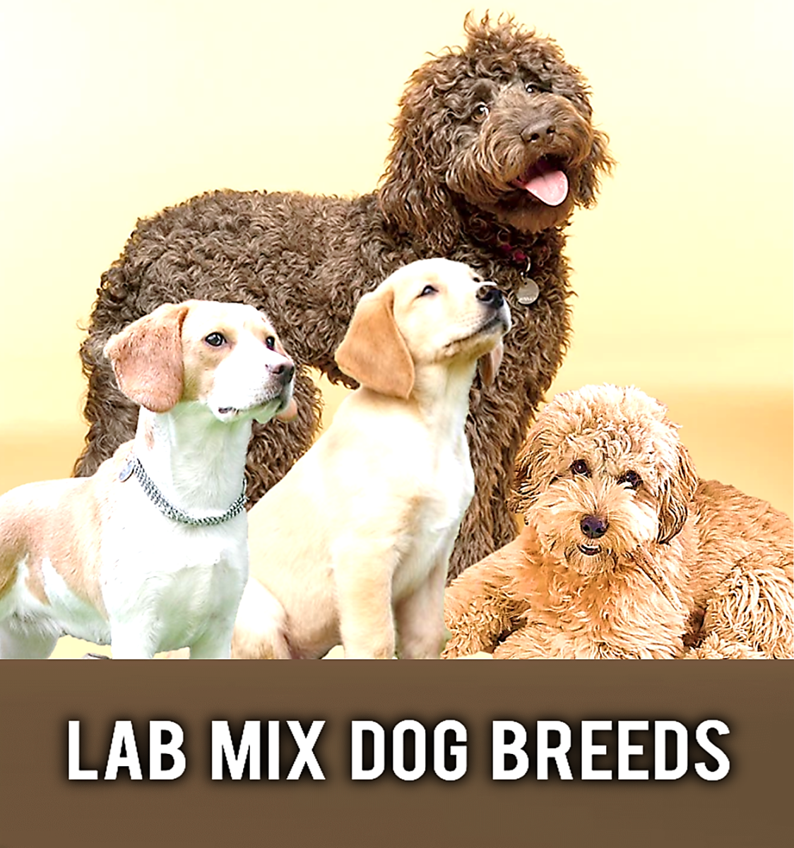 20-most-popular-labrador-retriever-mix-dog-breeds