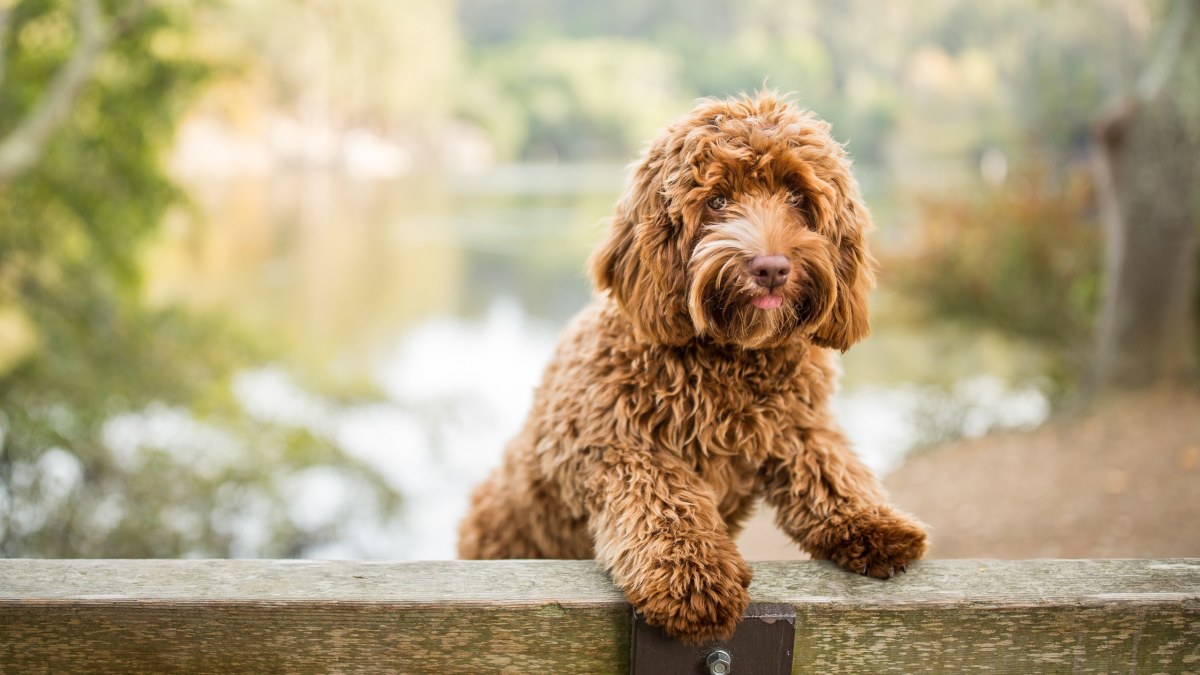 The Labradoodle Dog 