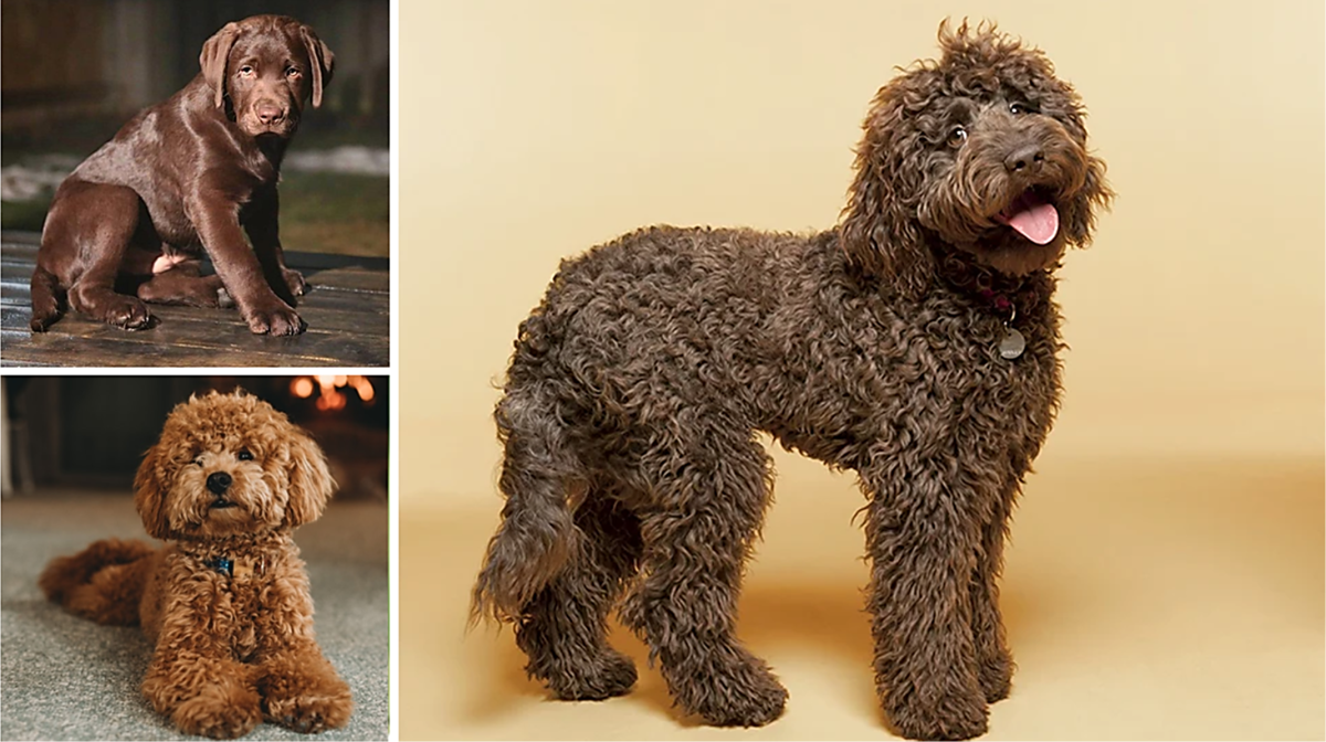 Labrador And Poodle Mix Puppies Labrador And Poodle Mix Puppies