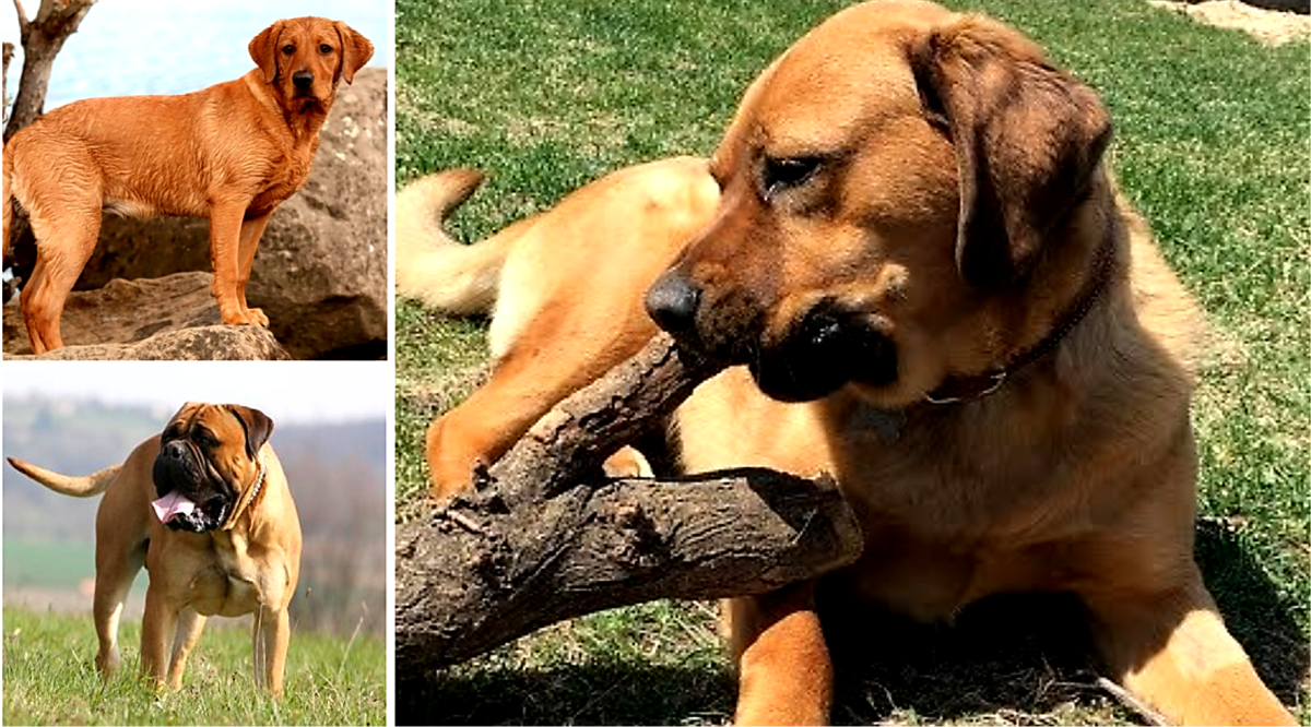 20-most-popular-labrador-retriever-mix-dog-breeds