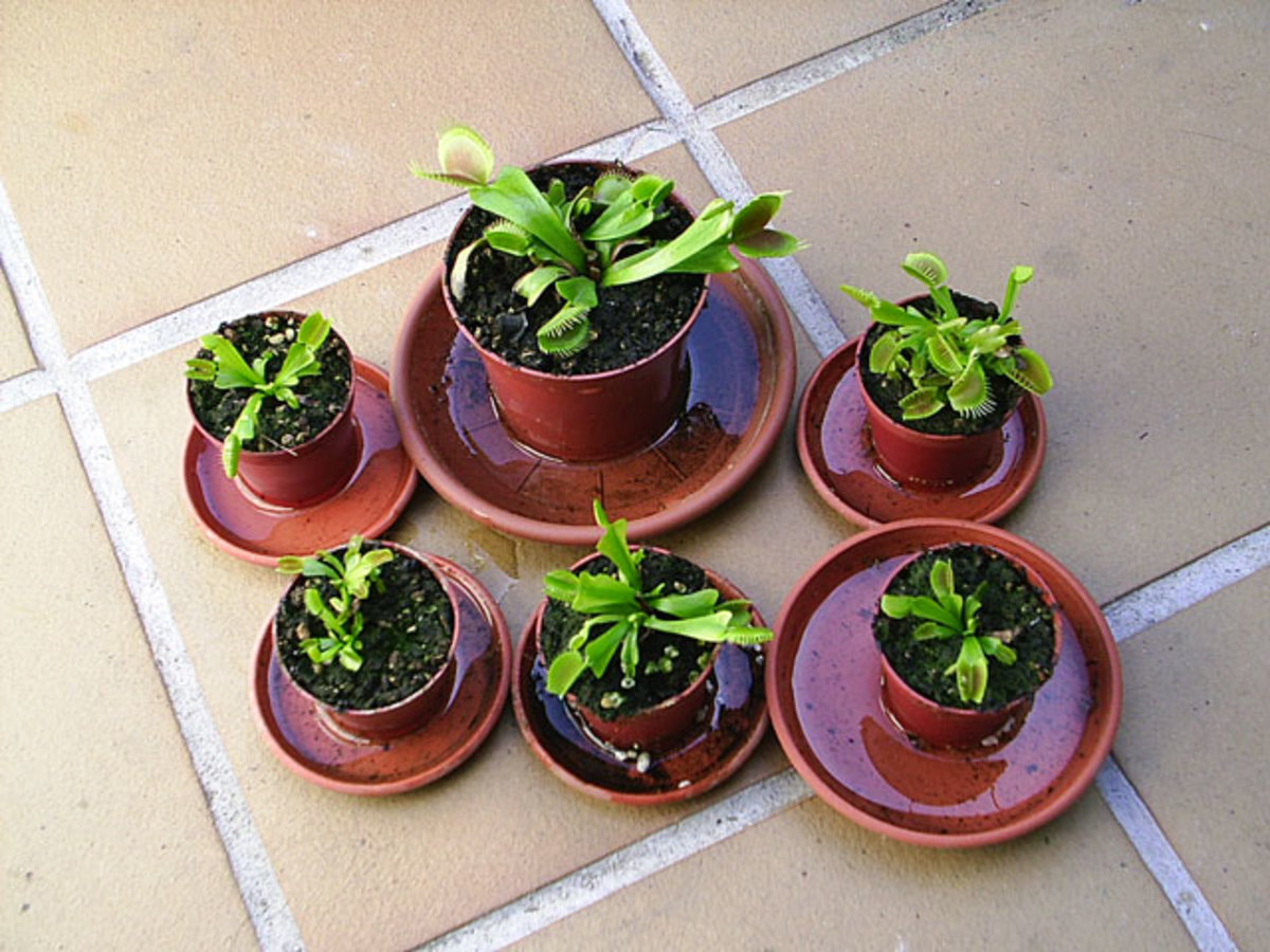 Method of watering by tray