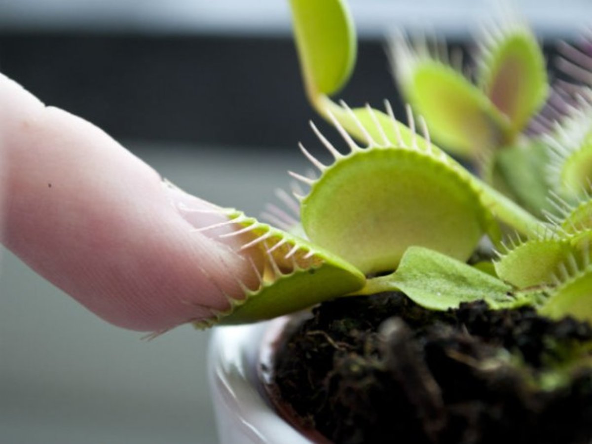 dionaea-muscipula-basic-care-for-your-first-venus-flytrap