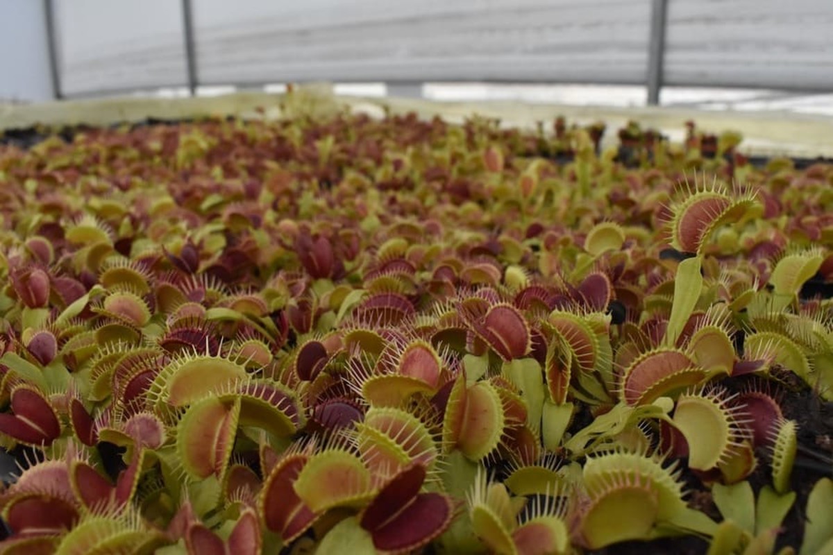 Venus flytrap: Basic care for your first carnivorous plant