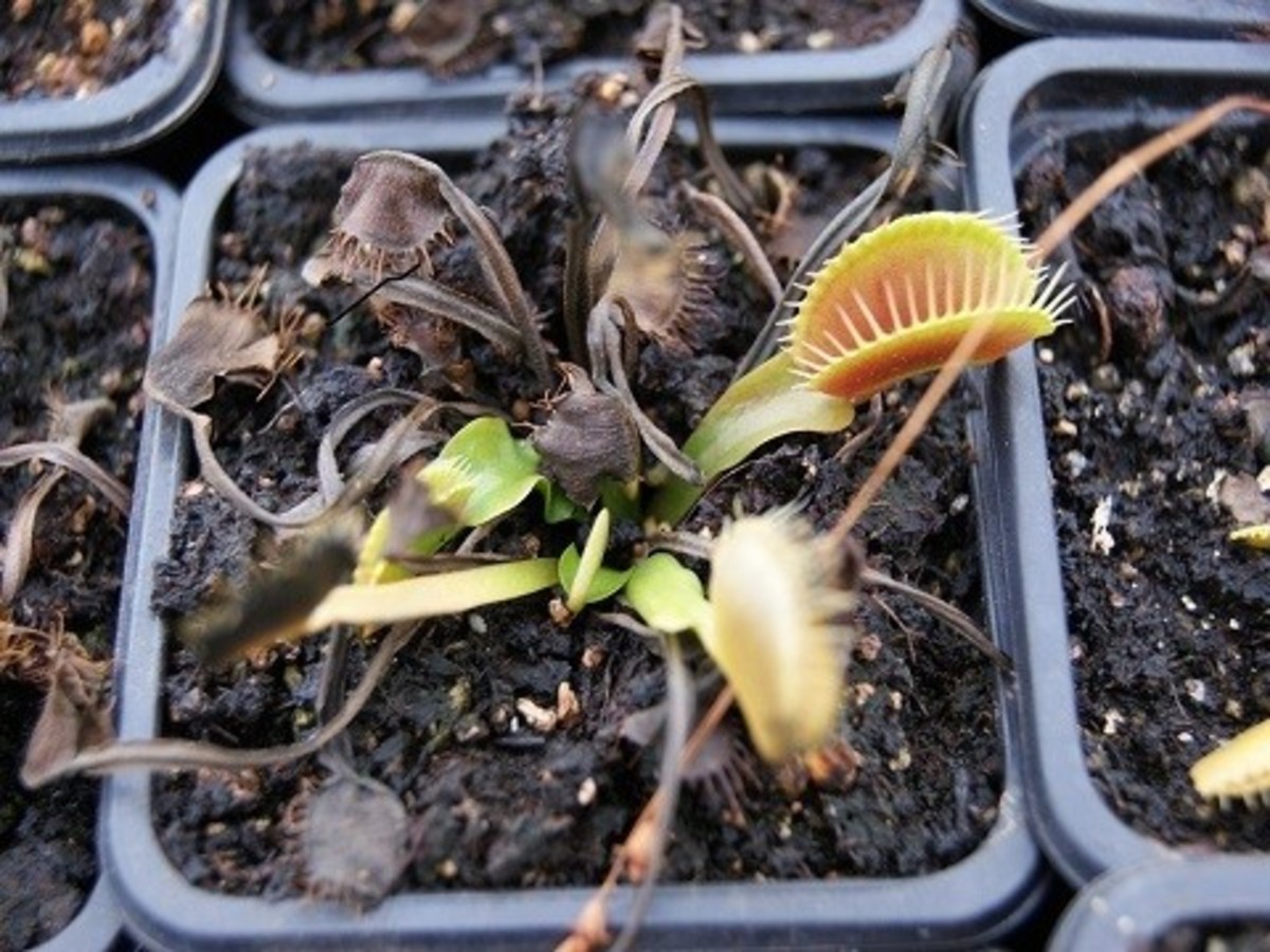 Venus flytrap in hibernation state