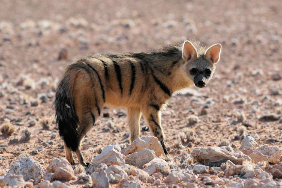 What is an Aardwolf?