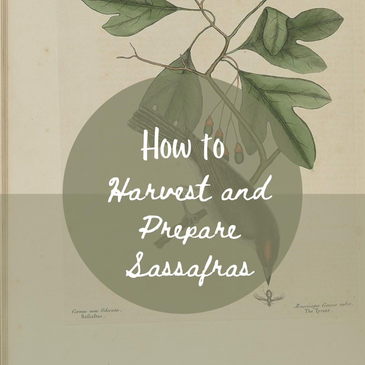 How to Prepare and Harvest Sassafras