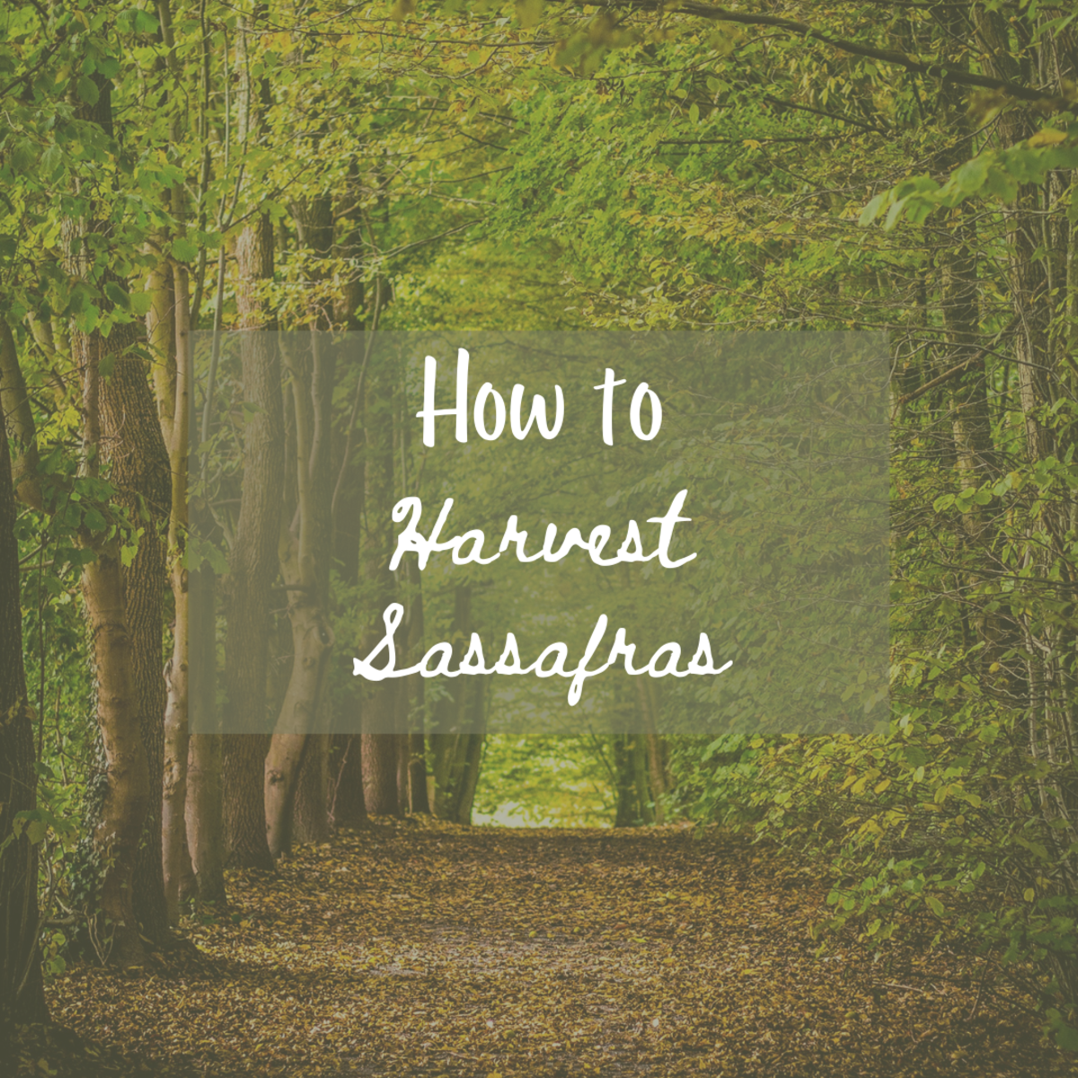 Harvesting Sassafras