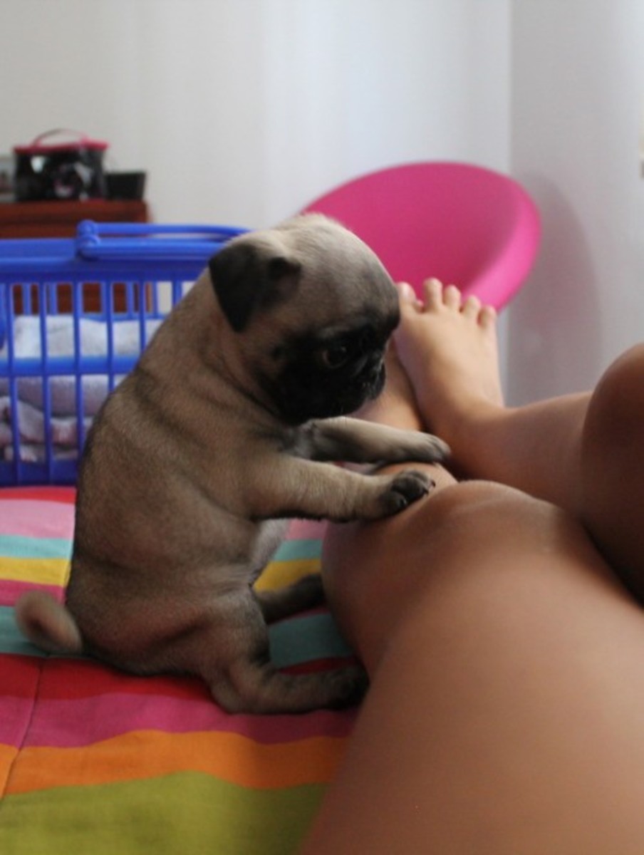pug pictures