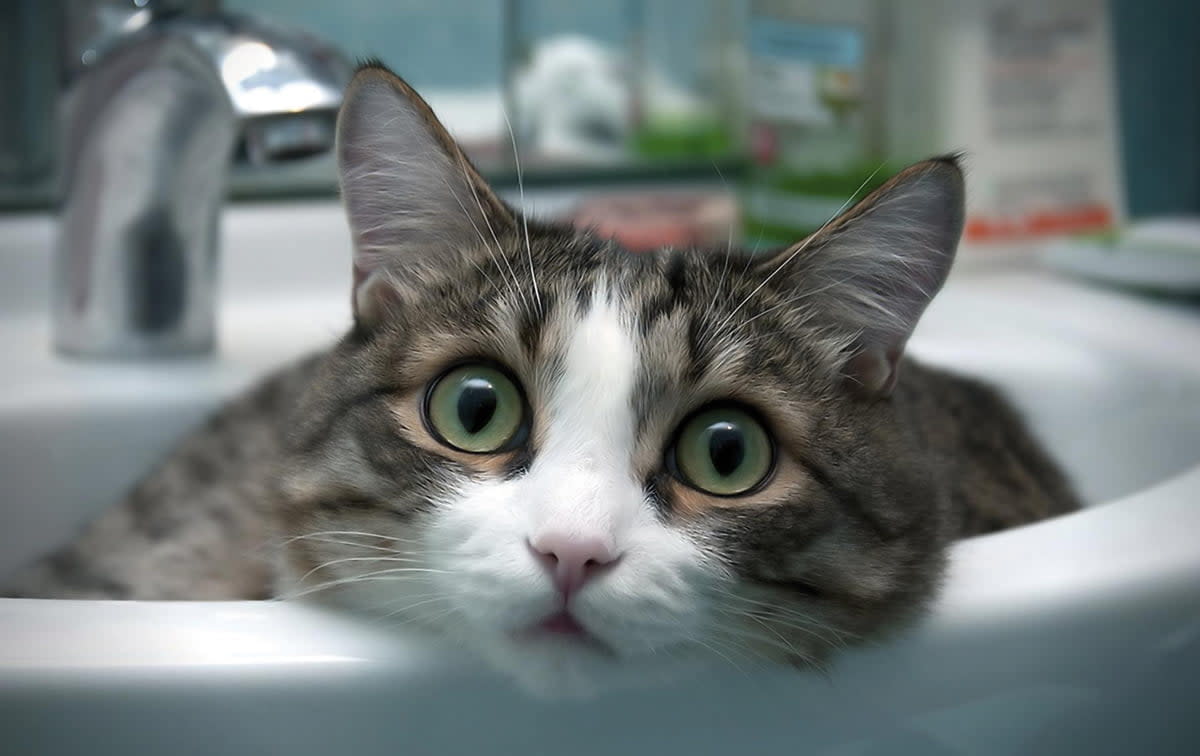 How To Maintain Proper Hygiene In Your Cats?
