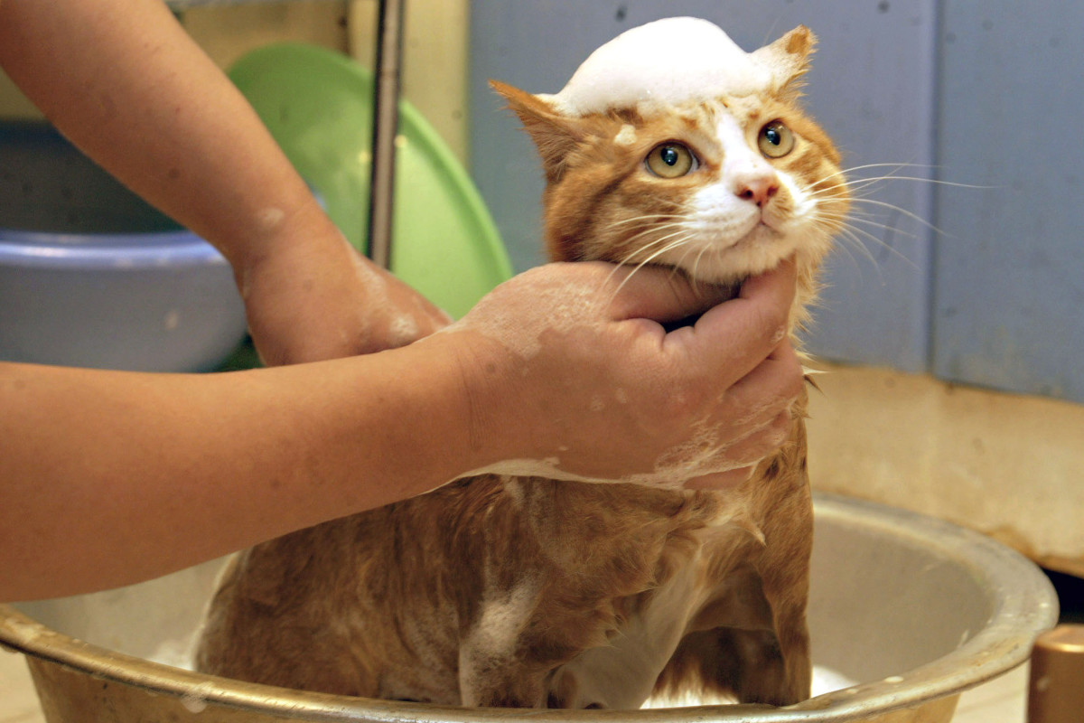 how-to-maintain-proper-hygiene-in-your-cats