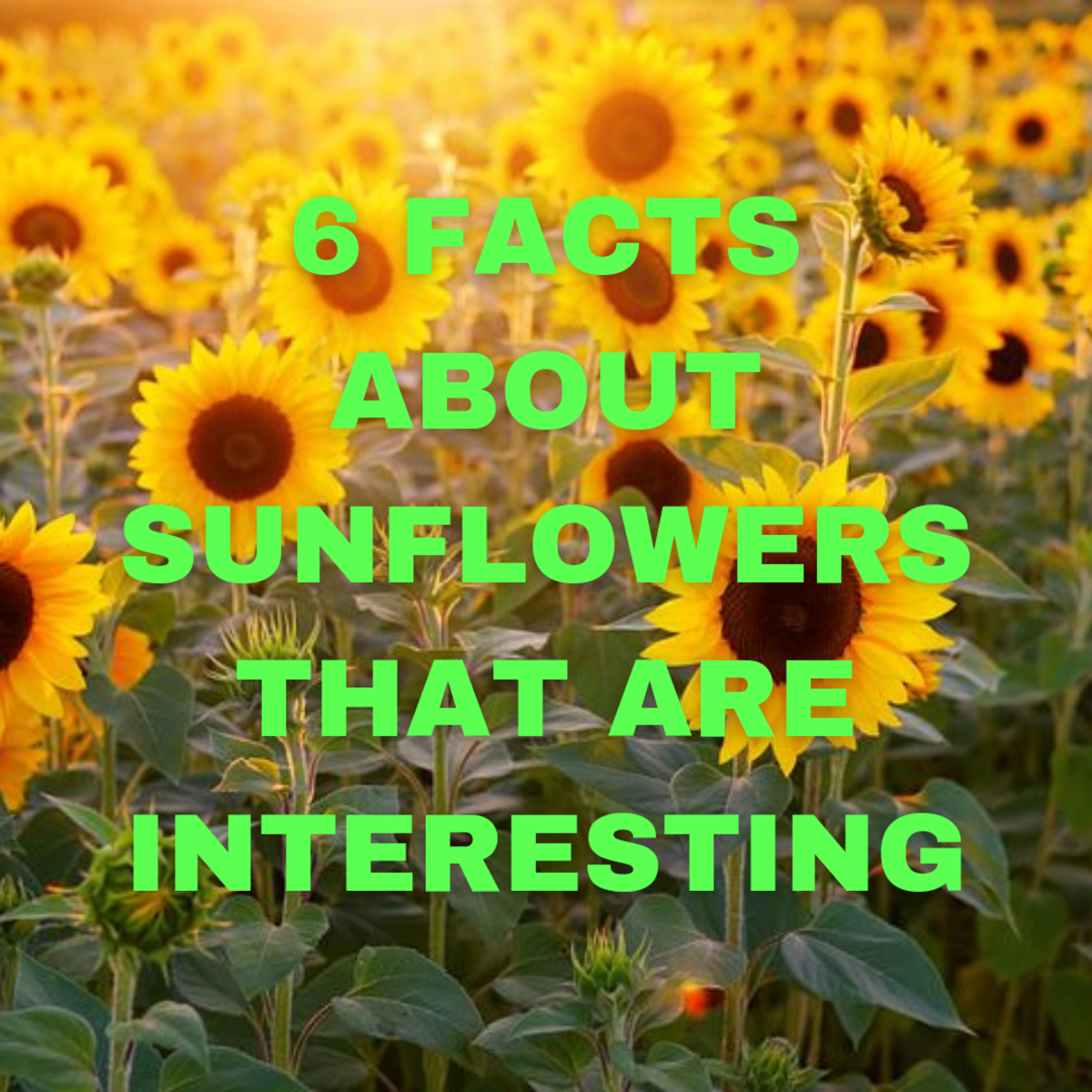 6 Sunflower Facts That Are Interesting