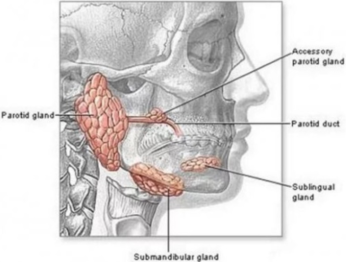 The major salivary glands.