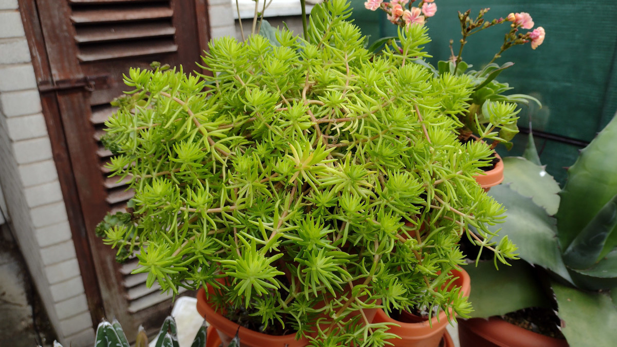 If your plant has stopped growing in spite of getting proper care, it's time to repot. 