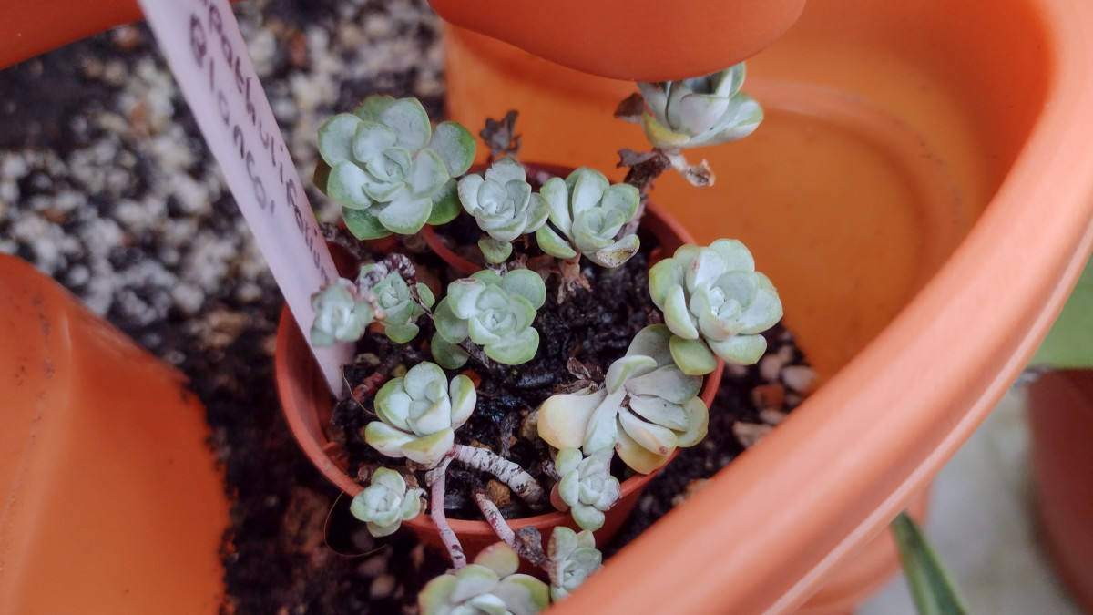 Strange as it may sound, anytime you buy a new succulent or cactus, you should repot it!