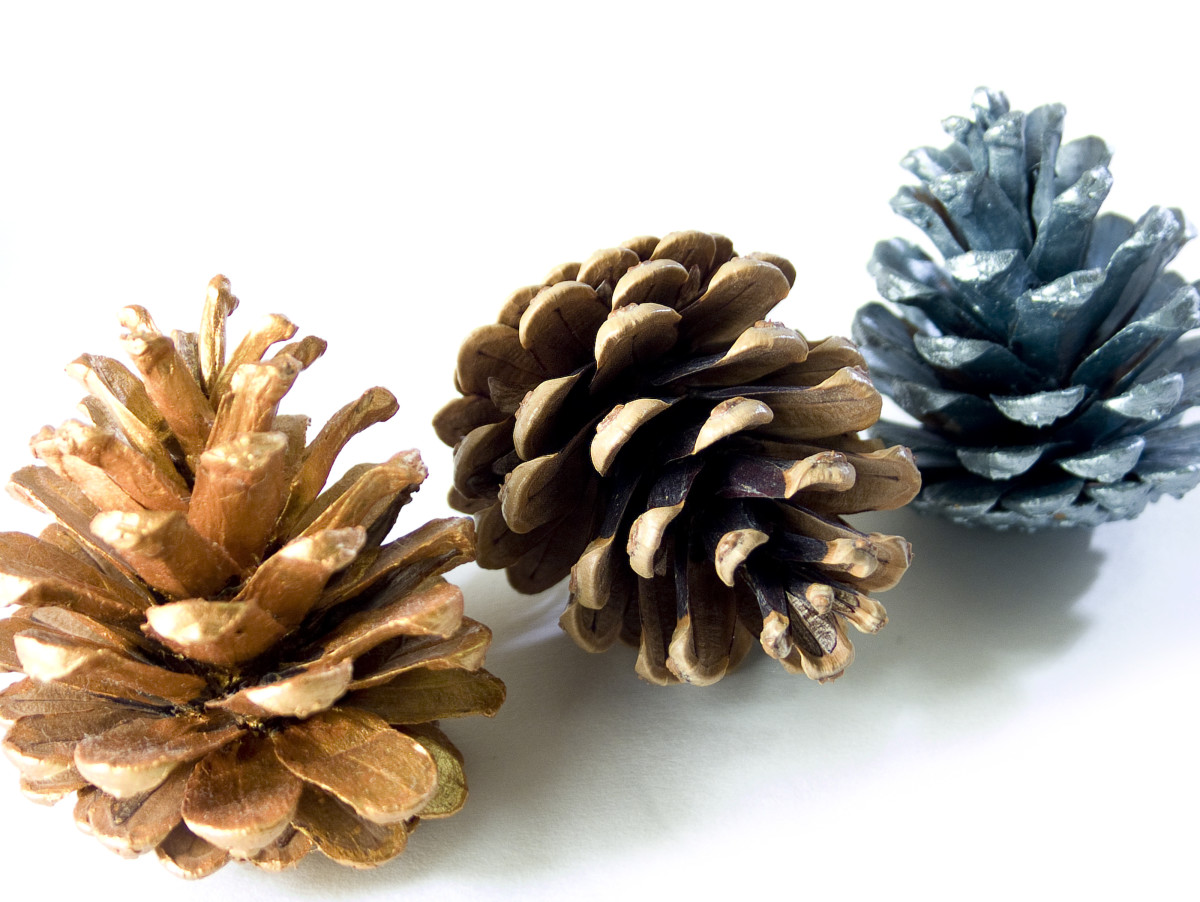 Pinecones can be spray painted.