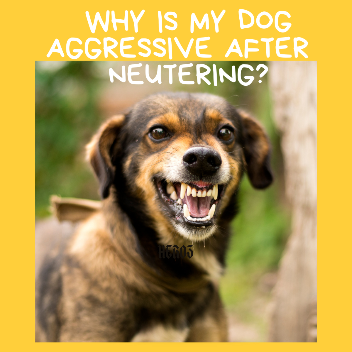 Is your dog aggressive after neutering?