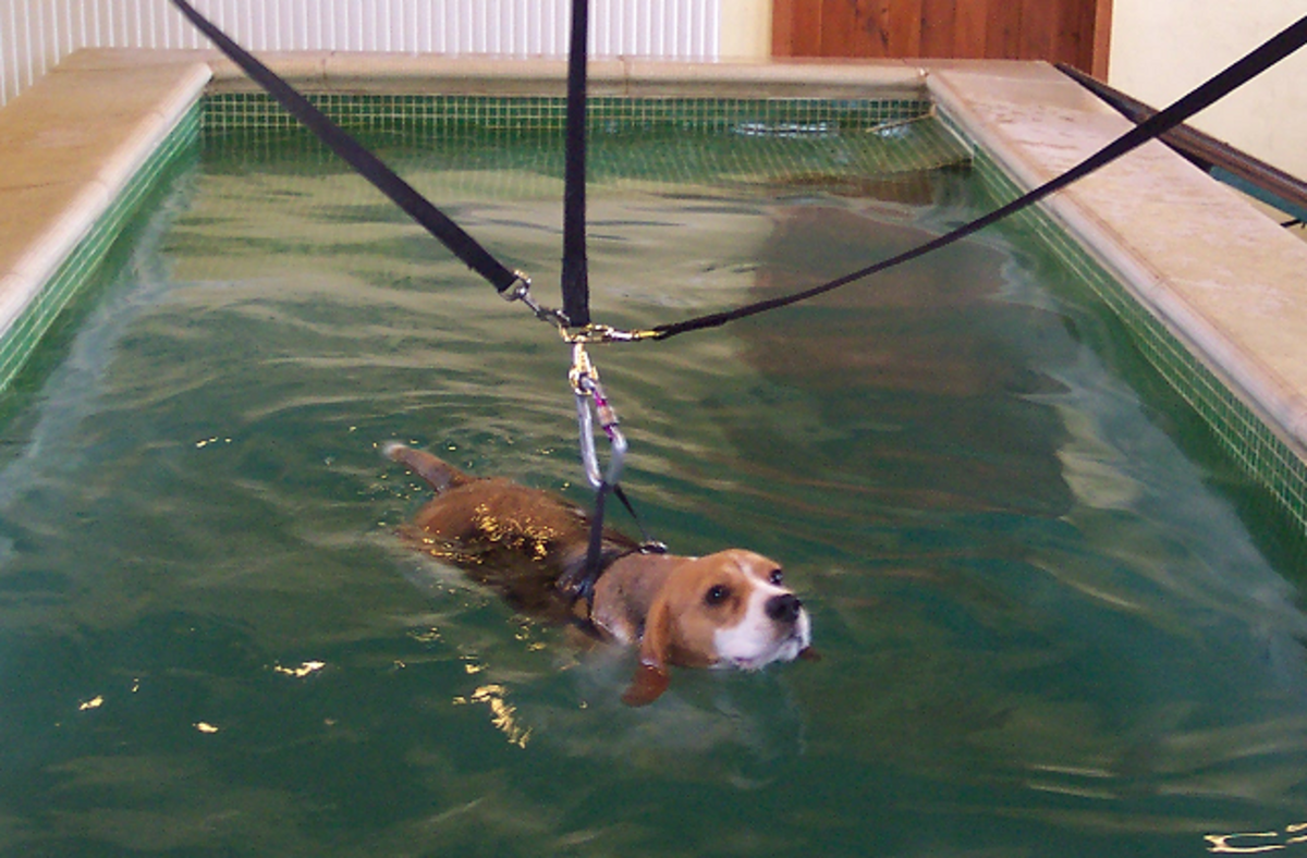 A Beagle swimming in a harness in a hydrotherapy pool