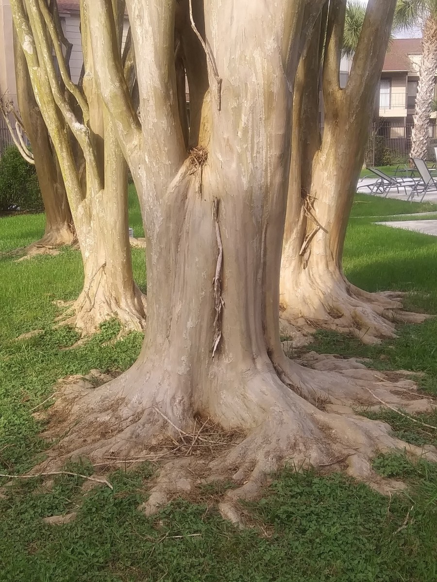 Three bare trees with roots on top of ground.