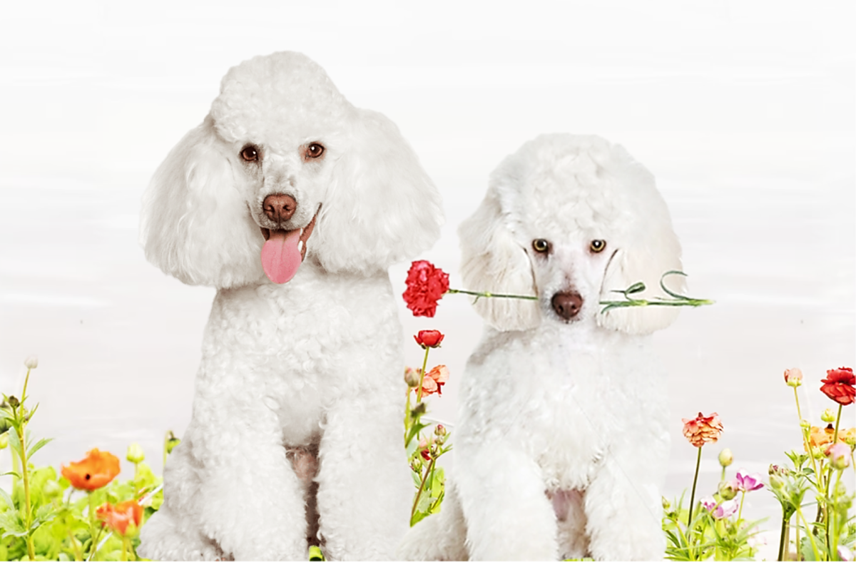 poodle-dog-breed-information-facts-characteristics