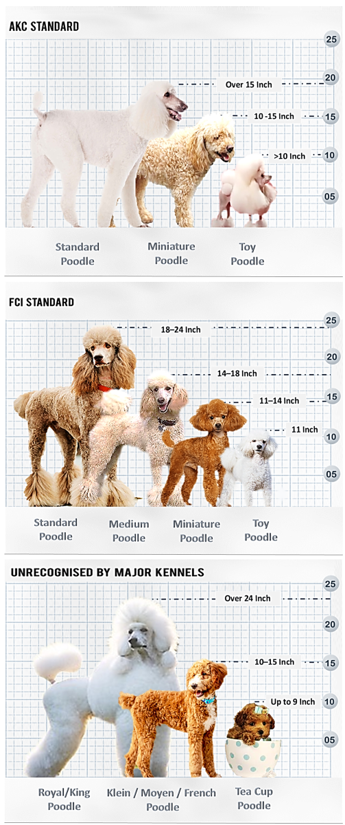 The different type of Poodles, distinguished based on height
