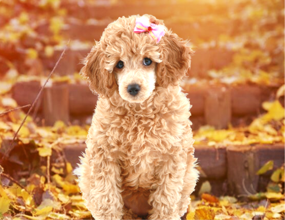 Poodle Dogs Facts And Information  