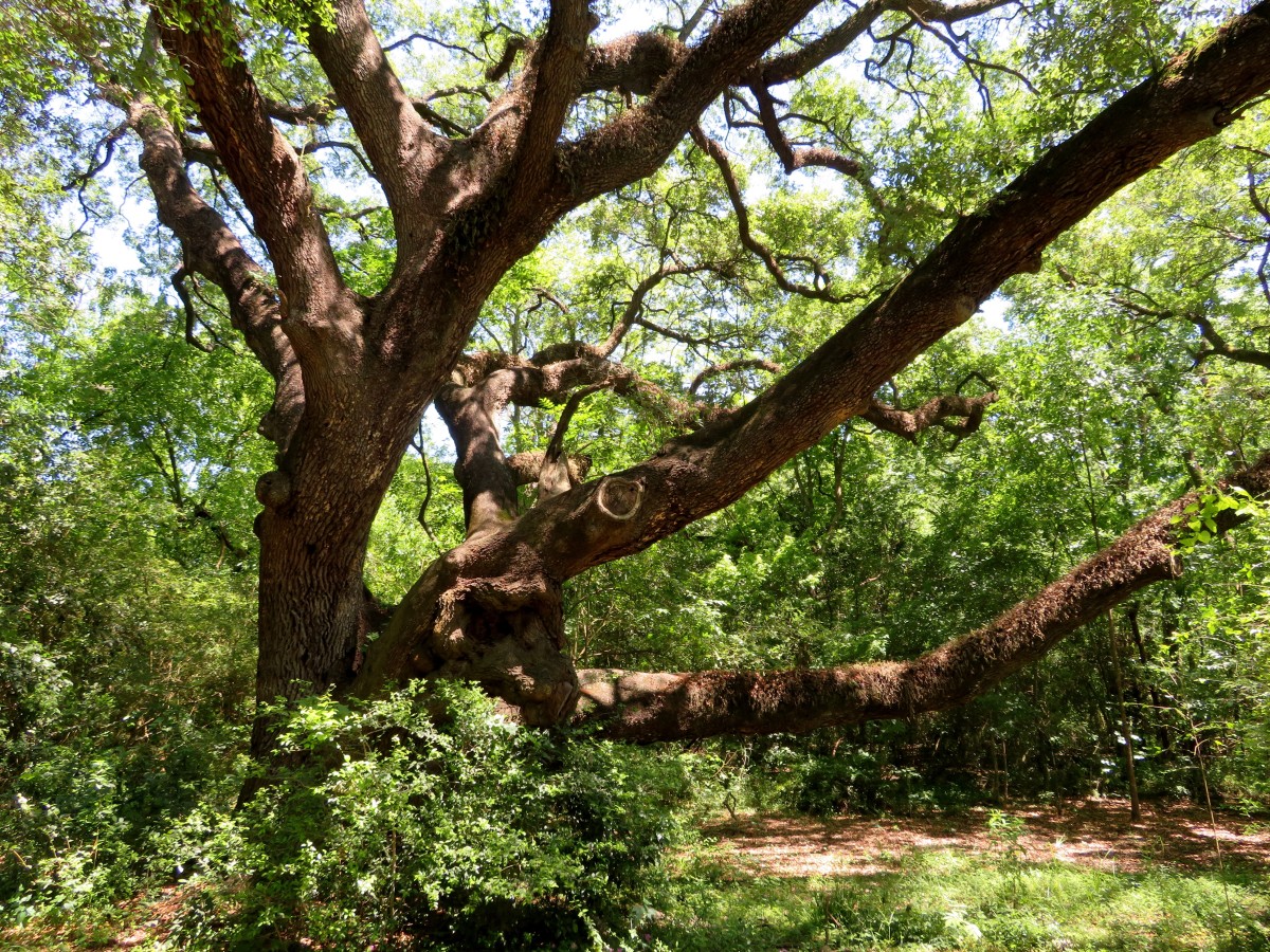E.R. Ann Taylor Park: Historic Forested Oasis in Houston