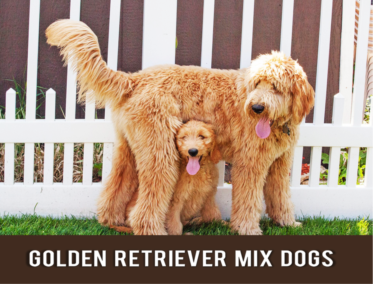 11 Most Popular Golden Retriever Mix Dogs