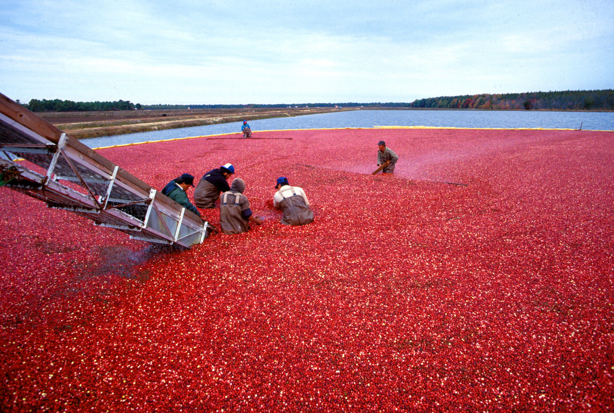 Cranberries – History and Recipes