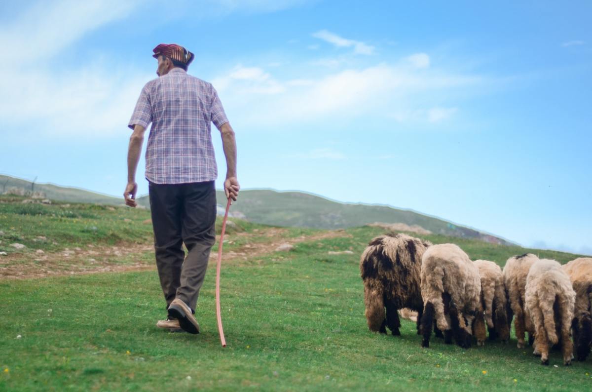 The shepherd's rod or shebet is used to guide and protect and not to hurt the sheep.