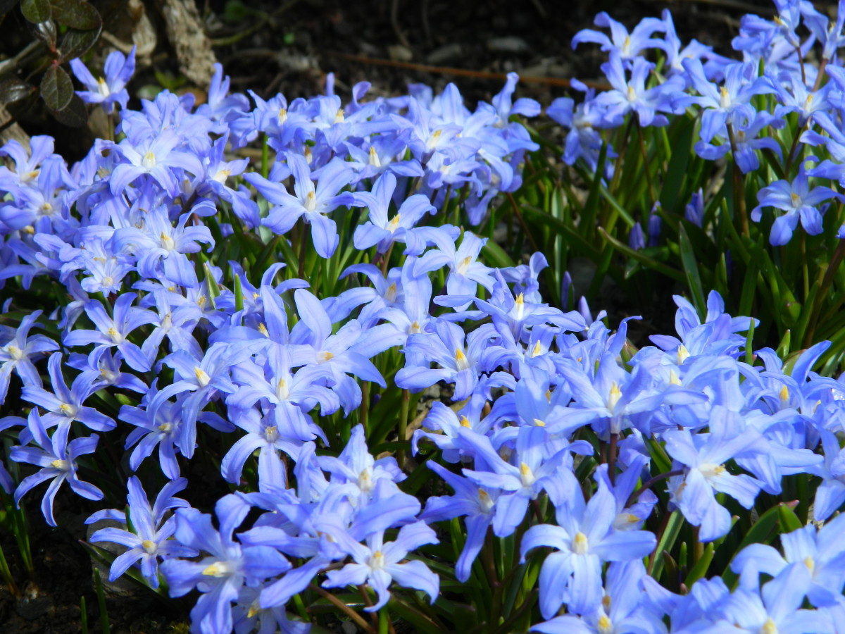 Scilla luciliae (glory-of-the-snow) is one of my favorite perennials to plant out in fall. It's carpet of blue blooms in spring is a joy!