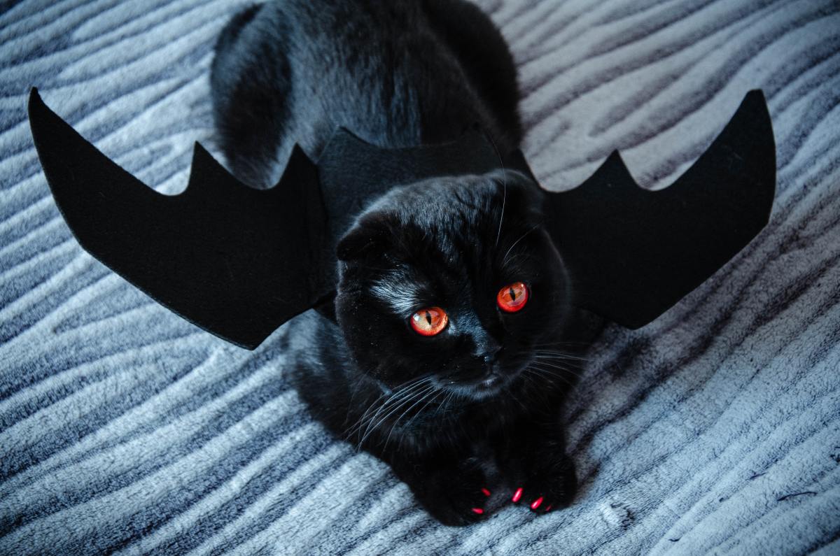 A Beautiful Halloween Black Cat