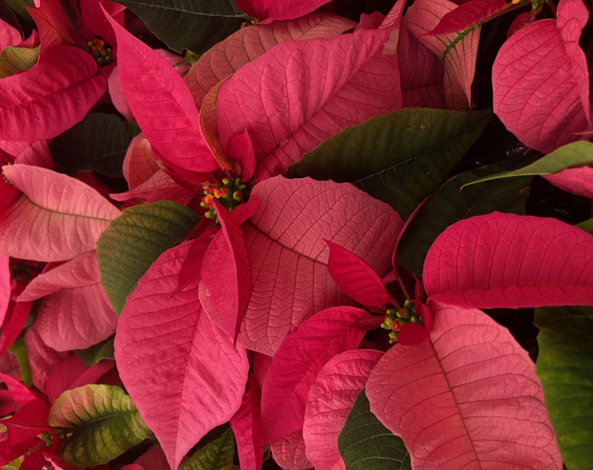 The deep pink poinsettia has not surpassed the red and white ones in popularity, but it is still highly popular.
