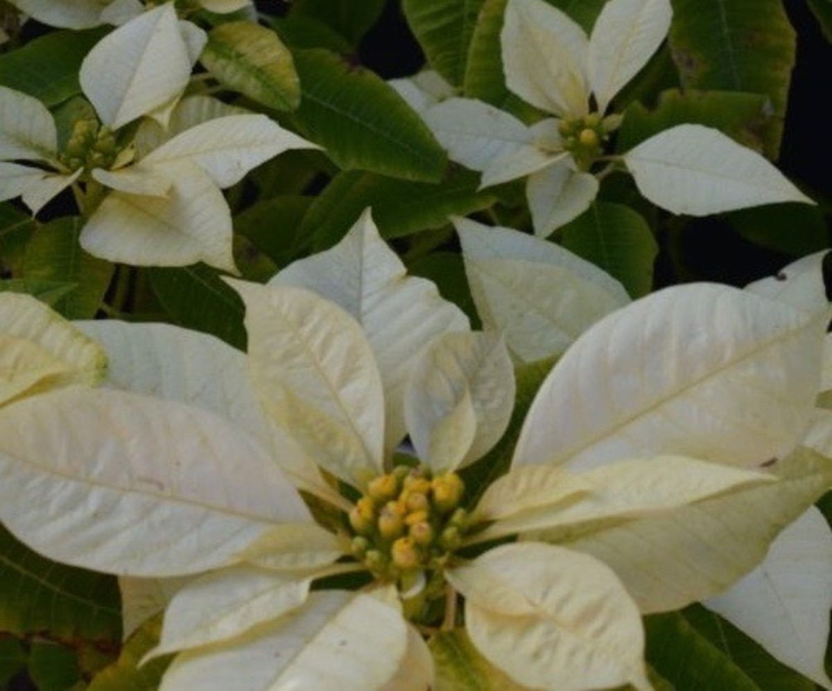 This white poinsettia grew to be about 4 feet tall in the yard of our former home in central Florida.